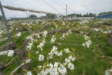 梨の花満開の梨畑