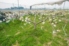 恵水(梨)の樹　花満開の様子