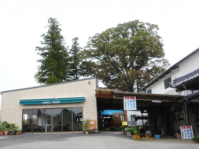 安田果樹園  