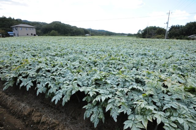 菊池常勝さん 大子町 いばらきの食に挑戦する人たち 茨城をたべよう 食と農のポータルサイト