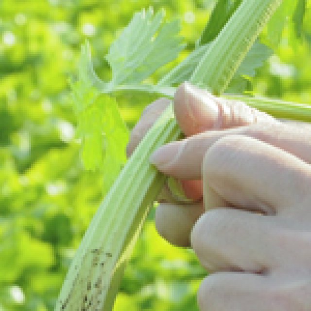 稲垣光一さん 境町 いばらきの食に挑戦する人たち 茨城をたべよう 食と農のポータルサイト