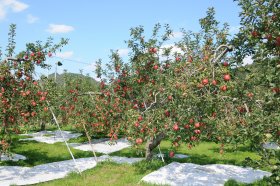奥久慈りんご園　りんご木