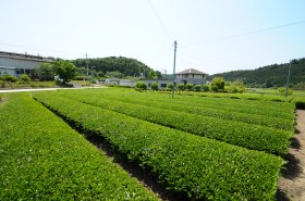 古内茶茶畑