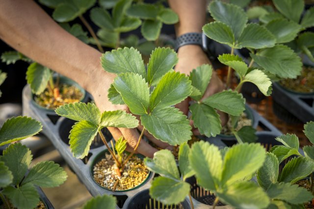 夏季は秋の定植に向けて苗づくり作業を行う