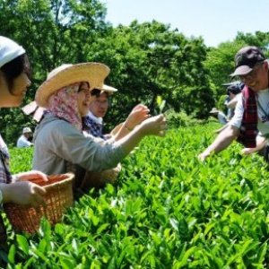 奥久慈茶・日本最北のお茶産地の情報サイトが開設されました！