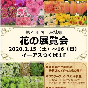 【2/15-16開催】美しい花々が咲き競う　第44回茨城県花の展覧会開催！