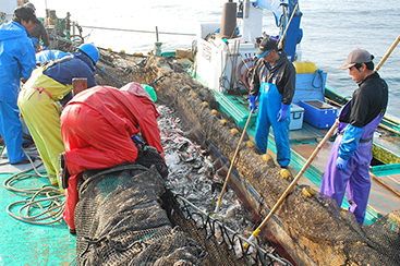茨城の海を彩る赤い高級魚「タイ」網と綱の魔術、定置網漁