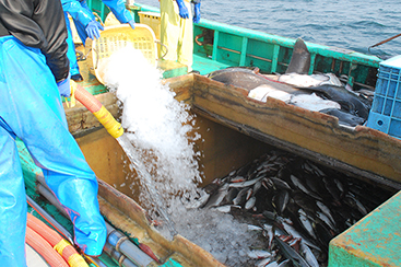 茨城の海を彩る赤い高級魚「タイ」新鮮な魚を食卓へ